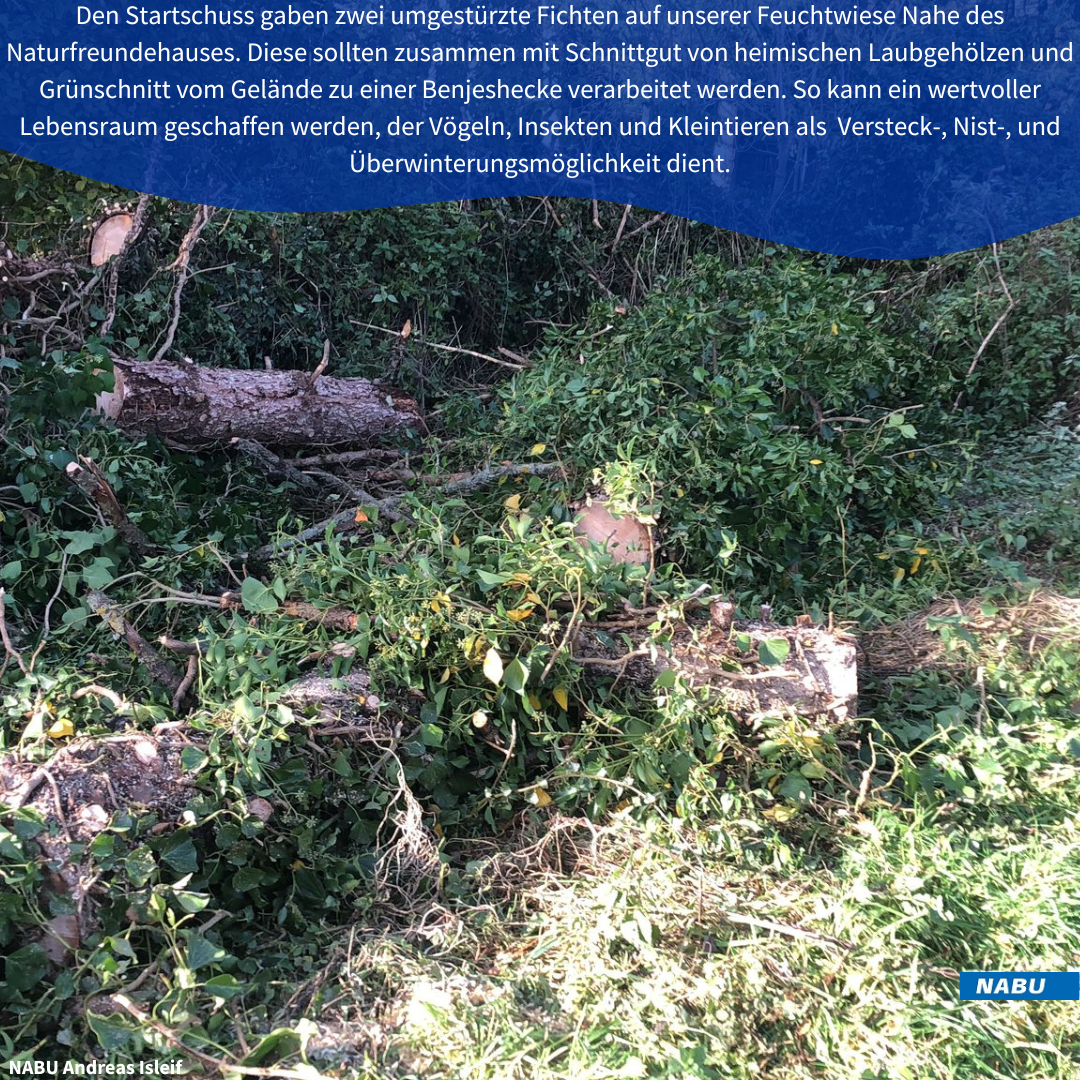 Umgestürzte und zersägte Fichten