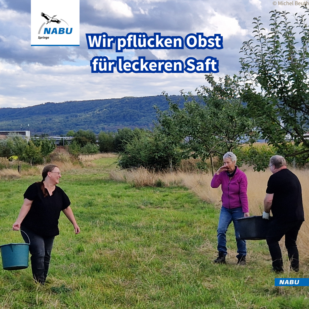 Obst pflücken für Saft