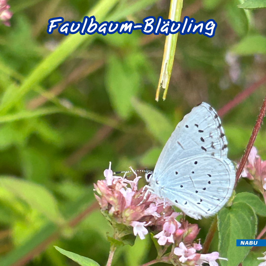 Faulbaum-Bläuling