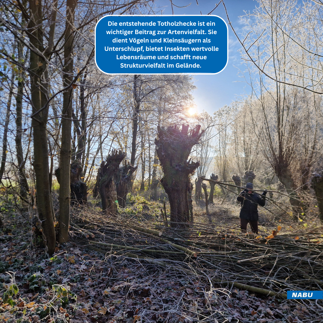Aufschichtung der Totholzhecke