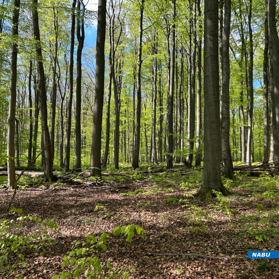 Buchenbestand