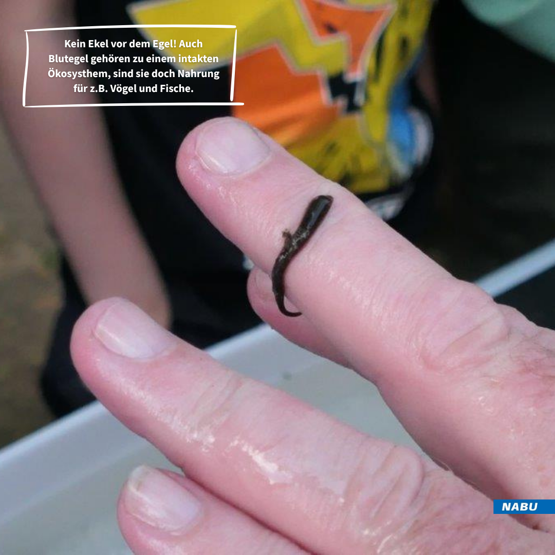 Blutegel