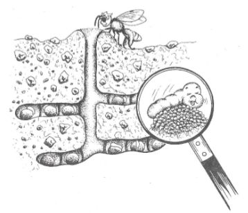 Zeichnung eines Wildbienenbaus mit horizontalen Gängen unter der Erde