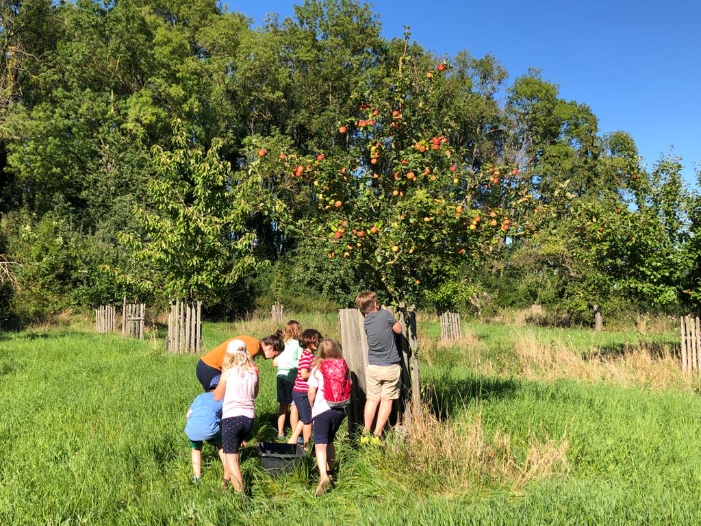 Obstbaumernte