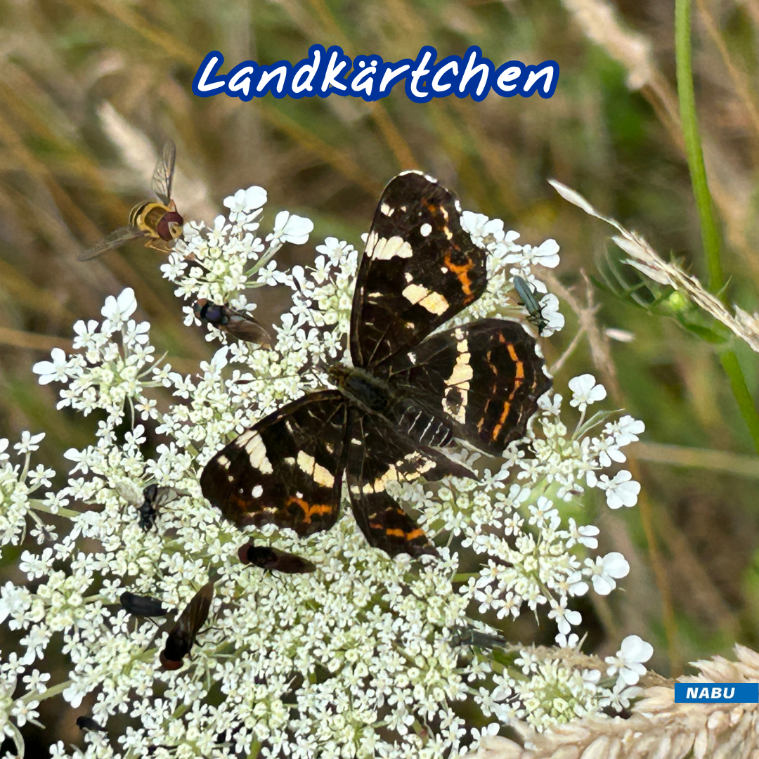 Landkärtchen auf Wilder Möhre