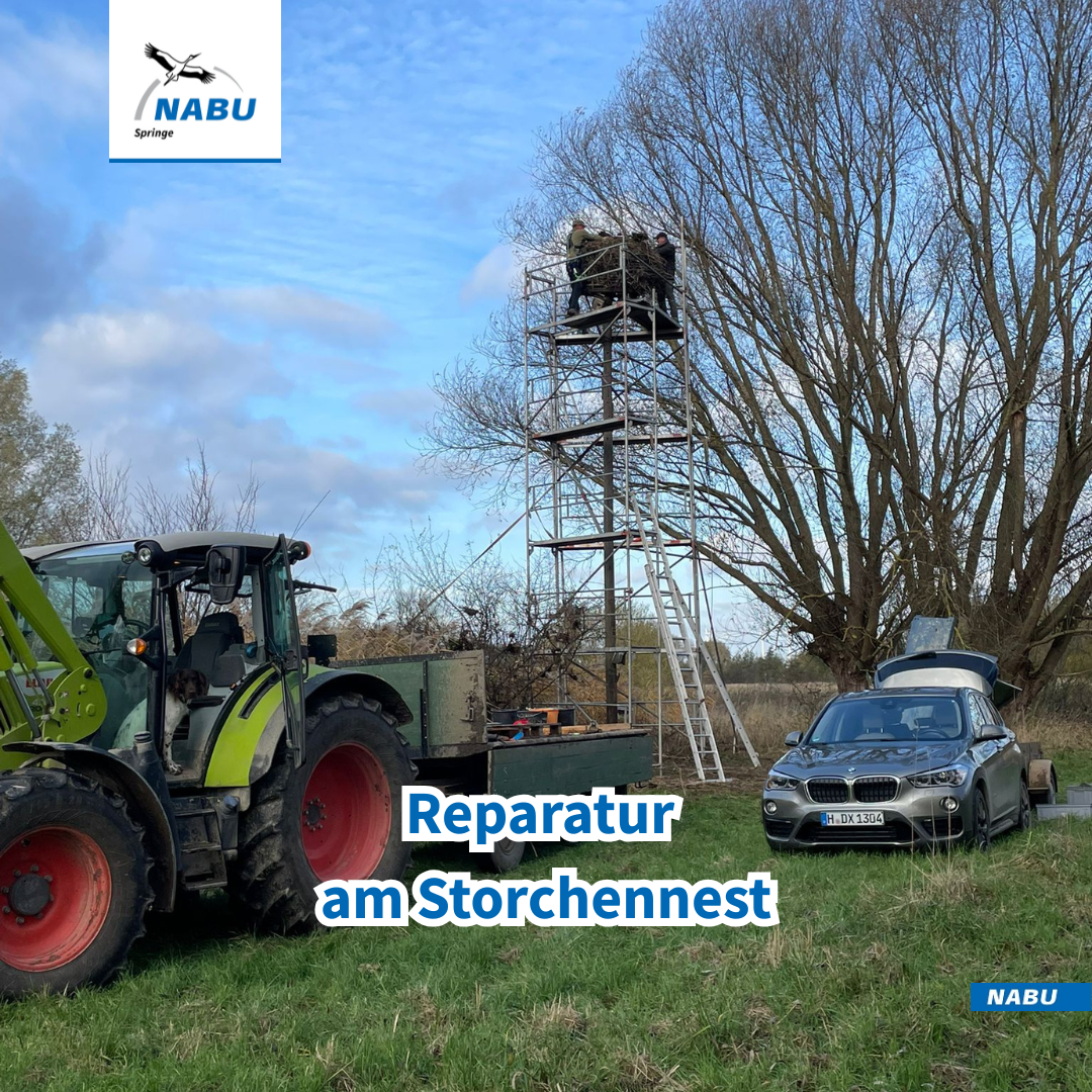 Eingerüstetes Storchennest am Ziegeunerwäldchen