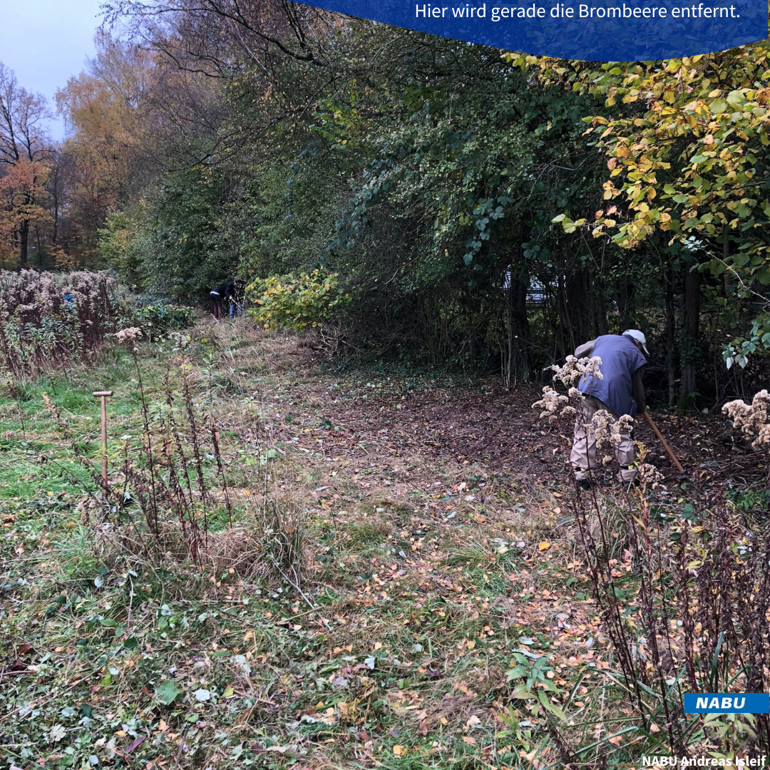 Die Brombeere wird zurückgedrängt