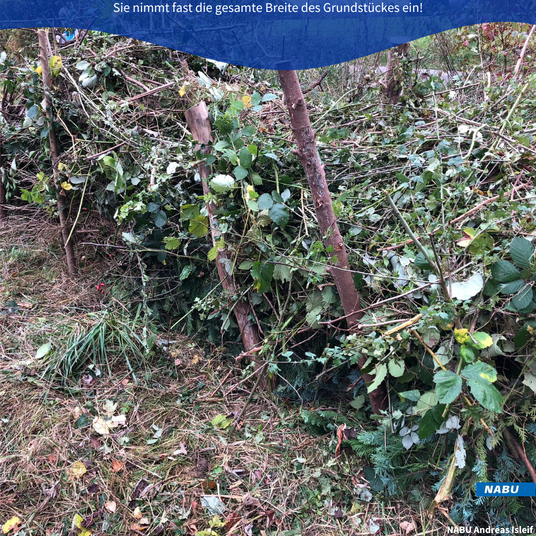 Aufgeschichtetes Schnittgut in der Hecke