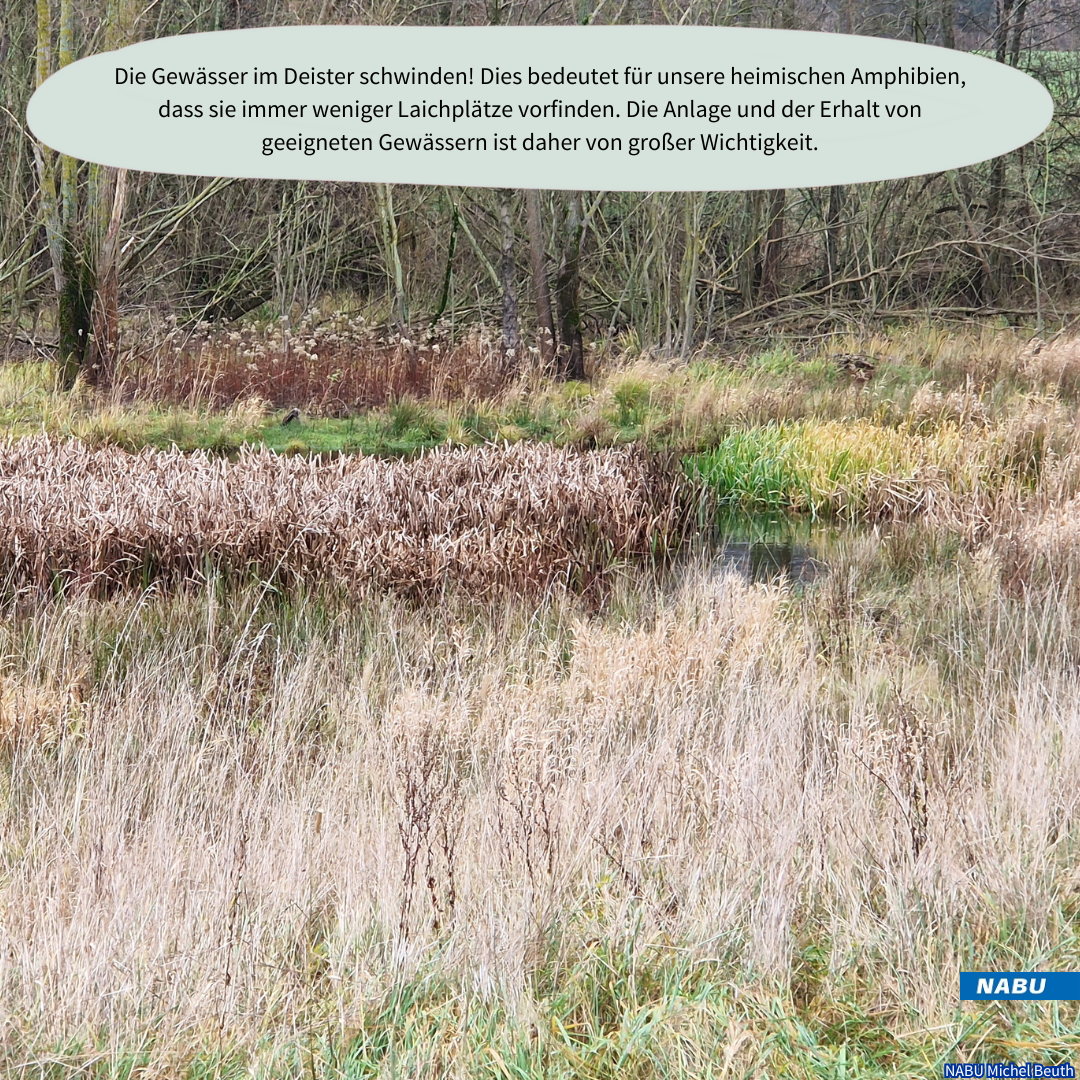 Flachwasserbereiche mit Schilfbewuchs