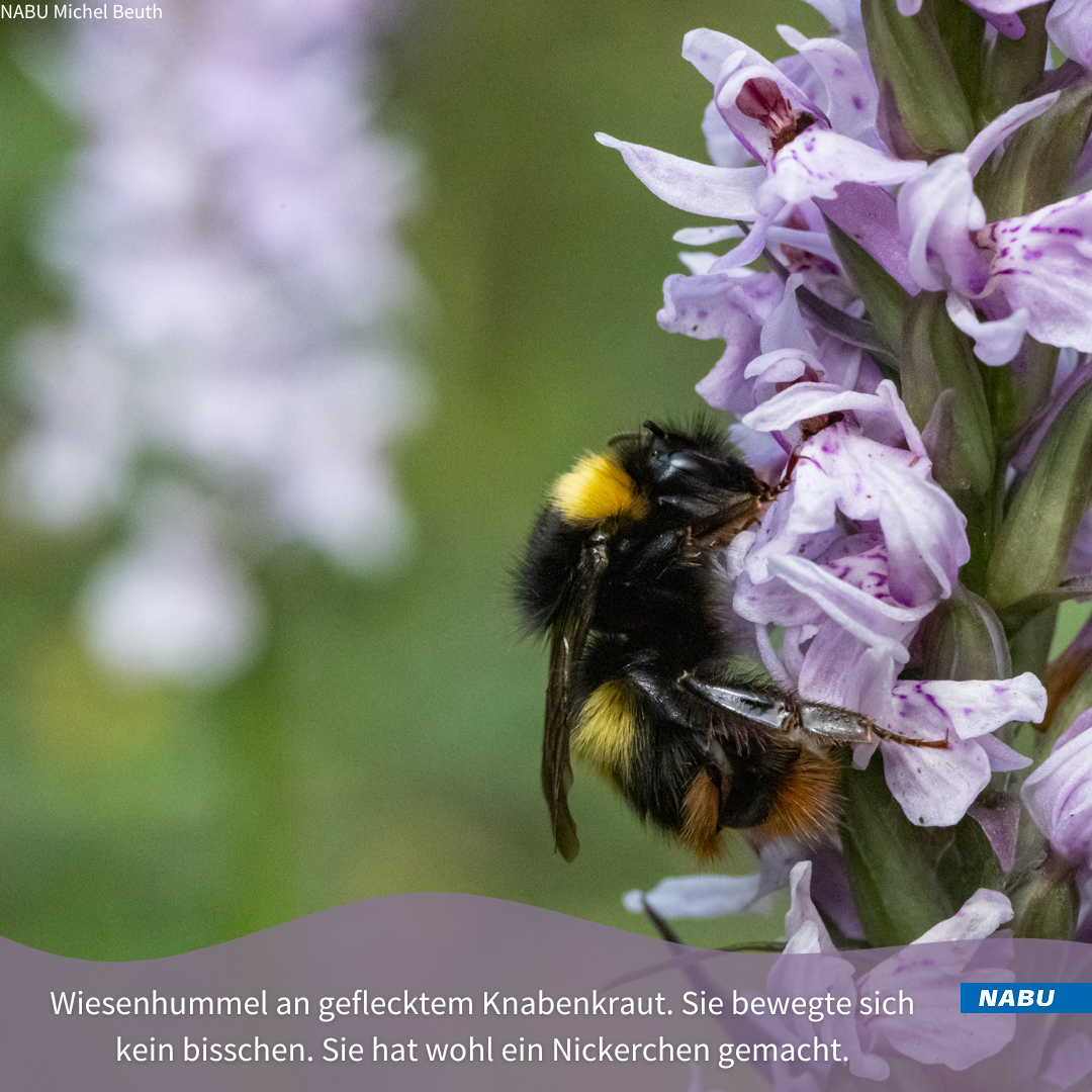 Wiesenhummel schläft auf Knabenkraut