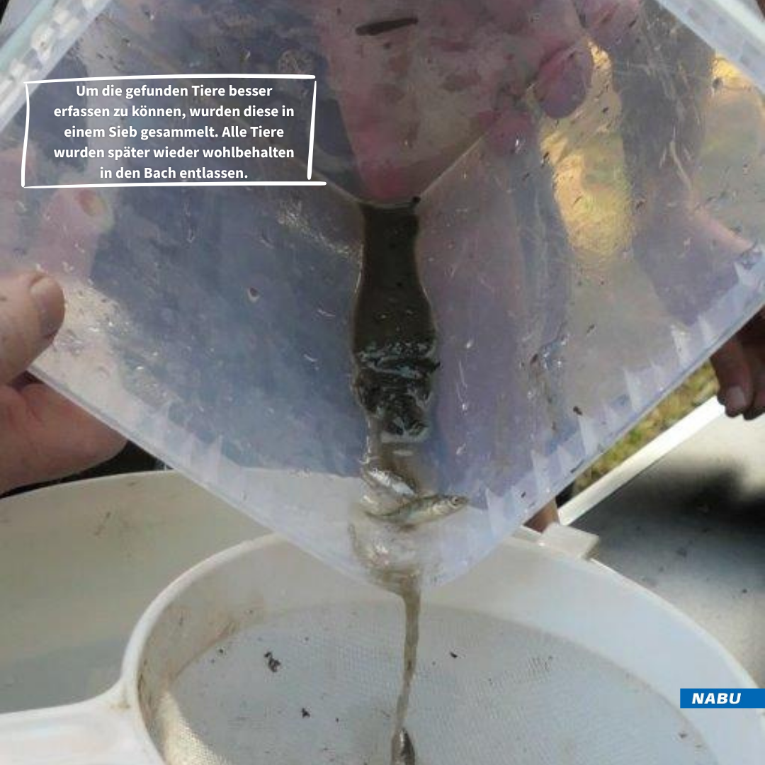 Dreistachelige Stichlinge!