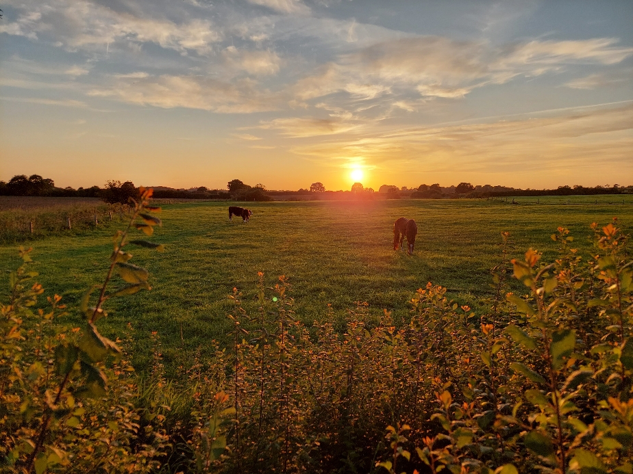 Gammelbymoor 
