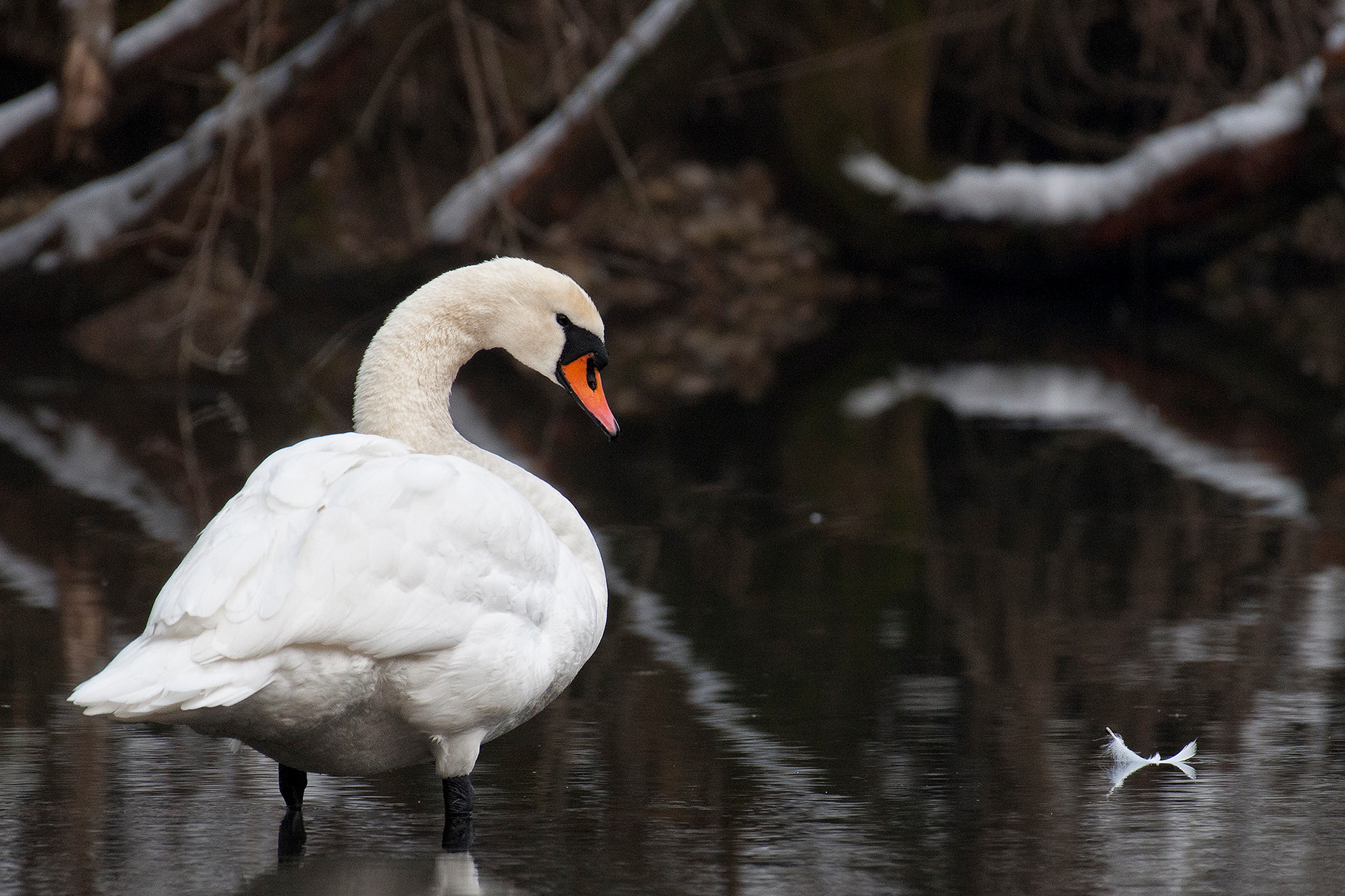 Schwan