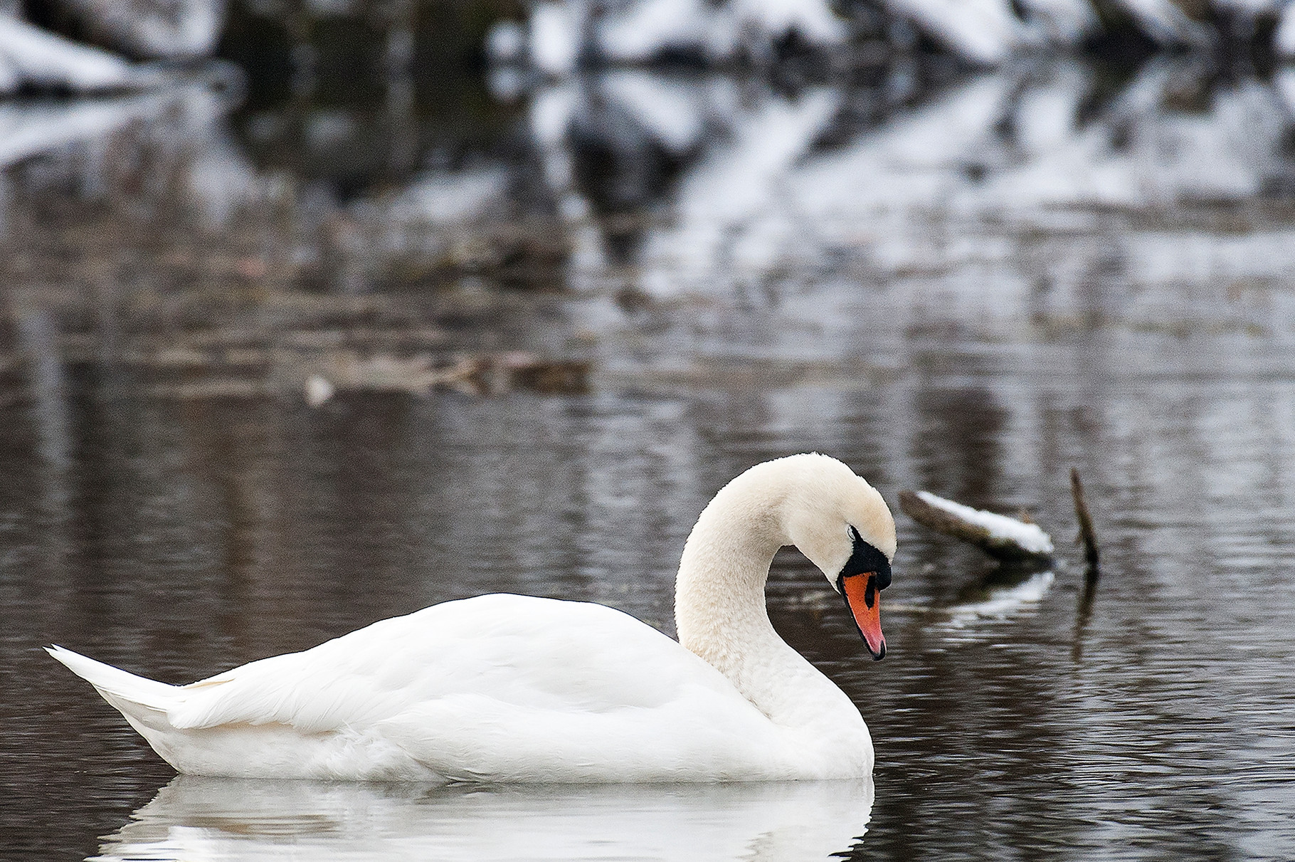 Schwan