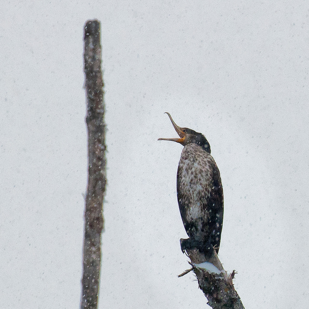 Kormoran