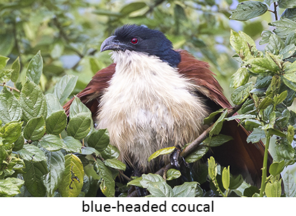Blue-headed Coucal