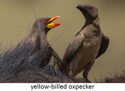Yellow-billed oxpecker