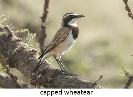 Capped wheatear