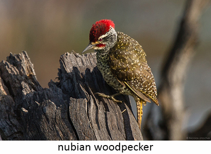 Nubian woodpecker