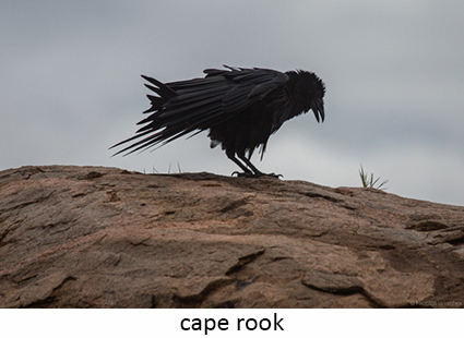 Cape rook