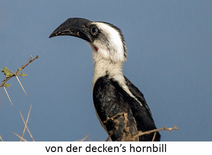 Von Der Decken's hornbill