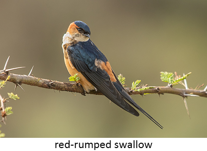 Red-rumped swallow