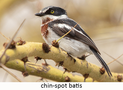 Chin-spot batis
