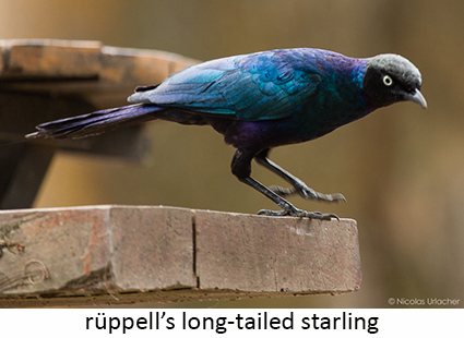 Rüppell's long-tailed starling