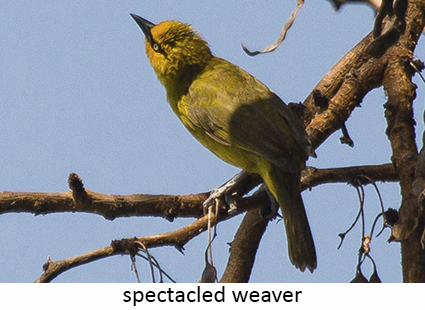 Spectacled weaver
