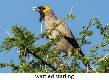 Wattled starling
