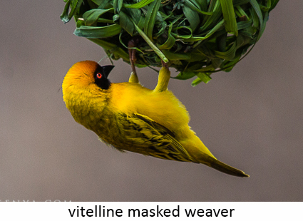 Vitelline masked weaver