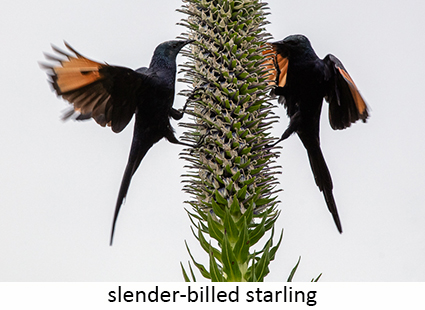 Slender-billed starling
