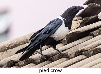 Pied crow
