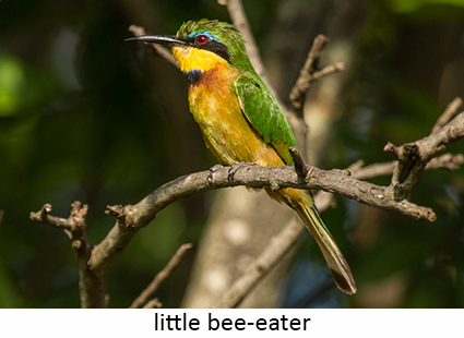 Little Bee-eater