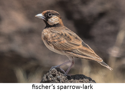 Fischer's Sparrow-lark