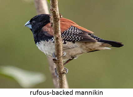 Rufous-backed Mannikin