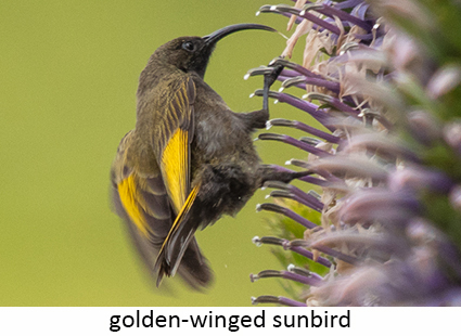 Golden-winged sunbird