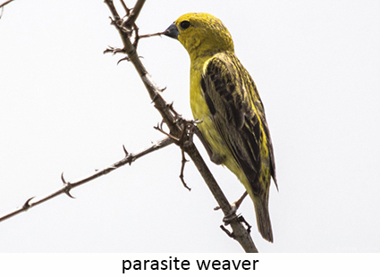 Parasitic weaver