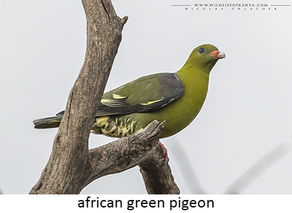 African Green Pigeon