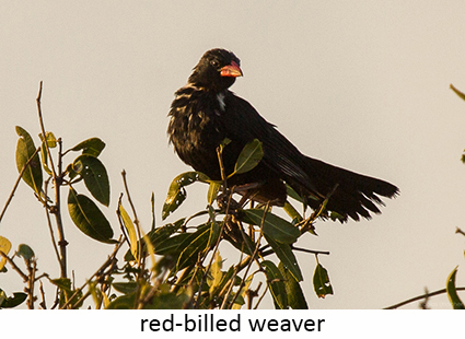 Red-billed weaver
