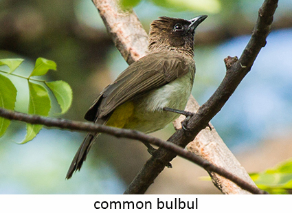 Common bulbul
