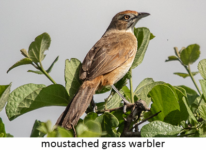 Moustached Grass Warbler