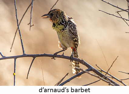 D'arnaud's barbet