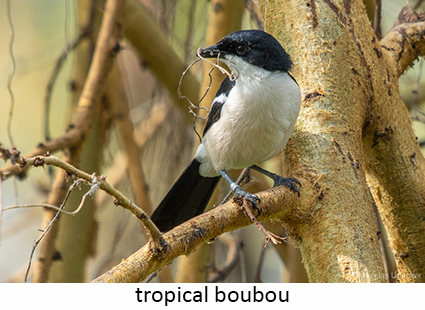 Tropical boubou