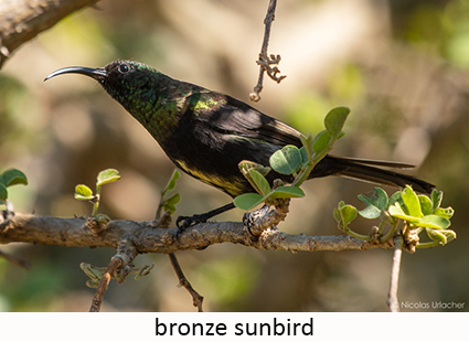 Bronze sunbird