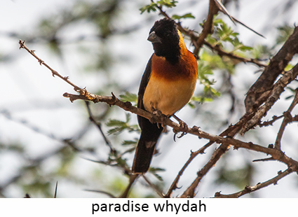 Paradise Whydah