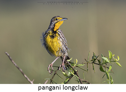 Pangani longclaw