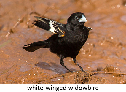 White-winged widowbird