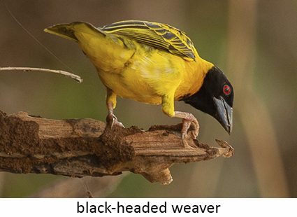Black-headed weaver
