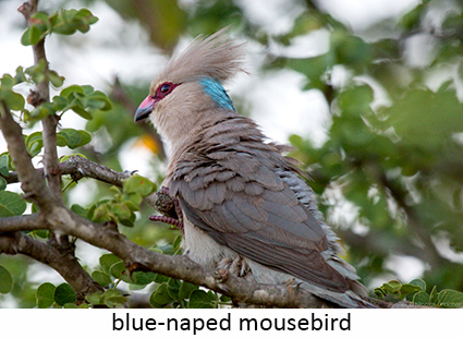 Blue-naped Mousebird